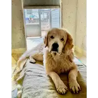 Foto dell\'animale cane - Matr. 2021/0265 - Microchip 380260044476879