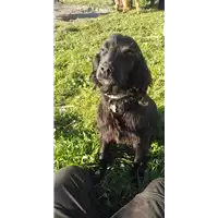 cane - Matr. 2021/0266 - Microchip 380260044476889