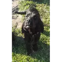 Foto dell\'animale cane - Matr. 2021/0267 - Microchip 380260044477007