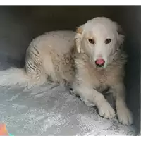 Foto dell\'animale cane - Matr. 2021/0270 - Microchip 380260043438847