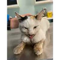 Foto dell\'animale gatto - Matr. 2021/0268 - Microchip 380260044449184