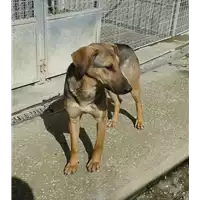 Foto dell\'animale cane - Matr. 2016/2042 - Microchip 380260042530183