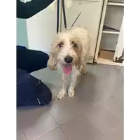Foto dell\'animale cane - Matr. 2021/0264 - Microchip 380260044281267