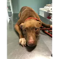 Foto dell\'animale cane - Matr. 2021/0276 - Microchip 380260044541411