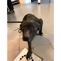 Foto dell\'animale cane - Matr. 2021/0277 - Microchip 380260044541284