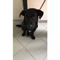 cane - Matr. 2020/1446 - Microchip 380260043846757