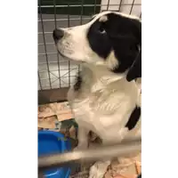 Foto dell\'animale cane - Matr. 2020/1883 - Microchip 380260044476258