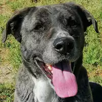 Foto dell\'animale cane - Matr. 2021/0280 - Microchip 380260044541377