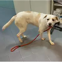 Foto dell\'animale cane - Matr. 2021/0119 - Microchip 380260044280442