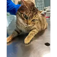Foto dell\'animale gatto - Matr. 2021/0288 - Microchip 380260044541716