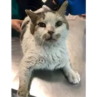 Foto dell\'animale gatto - Matr. 2021/0287 - Microchip 380260044541464