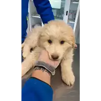 Foto dell\'animale cane - Matr. 2021/0284 - Microchip 380260044541382