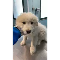 Foto dell\'animale cane - Matr. 2021/0285 - Microchip 380260044541633