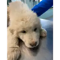 Foto dell\'animale cane - Matr. 2021/0283 - Microchip 380260044541691