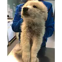 Foto dell\'animale cane - Matr. 2021/0281 - Microchip 380260044542011