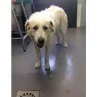 cane - Matr. 2017/0613 - Microchip 380260041264376