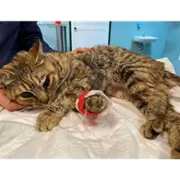 Foto dell\'animale gatto - Matr. 2021/0290 - Microchip 380260044541807