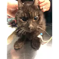 Foto dell\'animale gatto - Matr. 2021/0291 - Microchip 380260044541963
