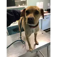 Foto dell\'animale cane - Matr. 2021/0294 - Microchip 380260004162810