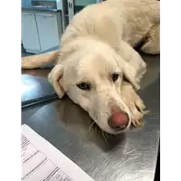 Foto dell\'animale cane - Matr. 2021/0295 - Microchip 380260044541502
