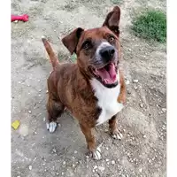 Foto dell\'animale cane - Matr. 2017/1179 - Microchip 380260043319046