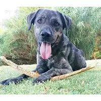 Foto dell\'animale cane - Matr. 2020/1470 - Microchip 380260043770183