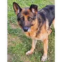 Foto dell\'animale cane - Matr. 2020/0960 - Microchip 380260000976405