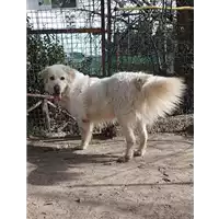 Foto dell\'animale cane - Matr. 2020/1404 - Microchip 380260043847199