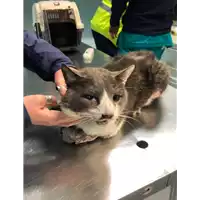 Foto dell\'animale gatto - Matr. 2021/0297 - Microchip 380260044541627