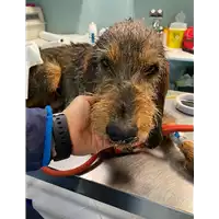 Foto dell\'animale cane - Matr. 2021/0298 - Microchip 380260044541286