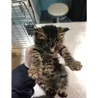 Foto dell\'animale gatto - Matr. 2021/0299 - Microchip 380260044541168