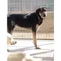 Foto dell\'animale cane - Matr. 2013/0300 - Microchip 380260000934140