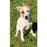 Foto dell\'animale cane - Matr. 2021/0304 - Microchip 380260044541985