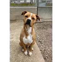 Foto dell\'animale cane - Matr. 2021/0305 - Microchip 380260101706794