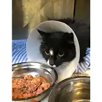 Foto dell\'animale gatto - Matr. 2021/0303 - Microchip 380260044541148
