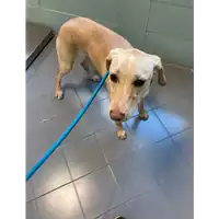 Foto dell\'animale cane - Matr. 2021/0306 - Microchip 380260044542087