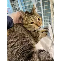 Foto dell\'animale gatto - Matr. 2021/0307 - Microchip 380260044541816