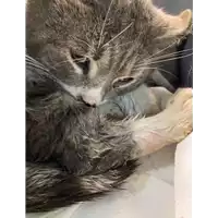 Foto dell\'animale gatto - Matr. 2021/0308 - Microchip 380260044541544