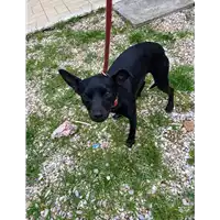 Foto dell\'animale cane - Matr. 2021/0311 - Microchip 380260044542012
