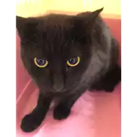 Foto dell\'animale gatto - Matr. 2021/0310 - Microchip 380260043708246