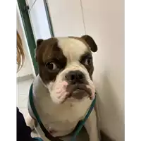 Foto dell\'animale cane - Matr. 2021/0313 - Microchip 380260044541324