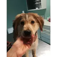 Foto dell\'animale cane - Matr. 2021/0314 - Microchip 380260044542113