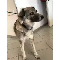Foto dell\'animale cane - Matr. 2021/0315 - Microchip 900110000135892