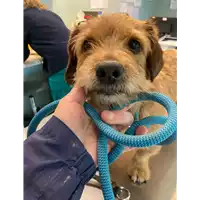 Foto dell\'animale cane - Matr. 2021/0316 - Microchip 380260044541219