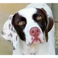 Foto dell\'animale cane - Matr. 2019/2422 - Microchip 380260043873427