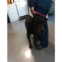 Foto dell\'animale cane - Matr. 2021/0317 - Microchip 380260140160944
