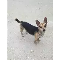 Foto dell\'animale cane - Matr. 2021/0320 - Microchip 380260044541841