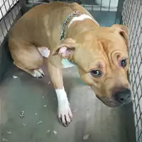 Foto dell\'animale cane - Matr. 2021/0321 - Microchip 380260101693539