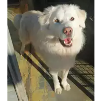 Foto dell\'animale cane - Matr. 2020/0912 - Microchip 380260043709555