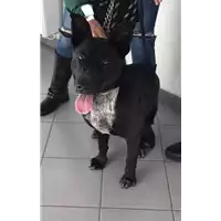 Foto dell\'animale cane - Matr. 2021/0326 - Microchip 380260101869509